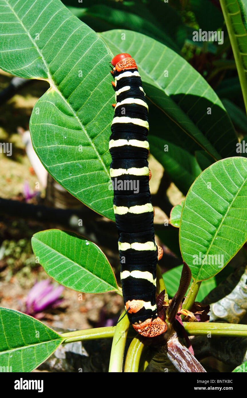 Frangipani sphinx moth caterpillar larva, on frangipani tree, Grenada, Windward Islands, Caribbean. Stock Photo