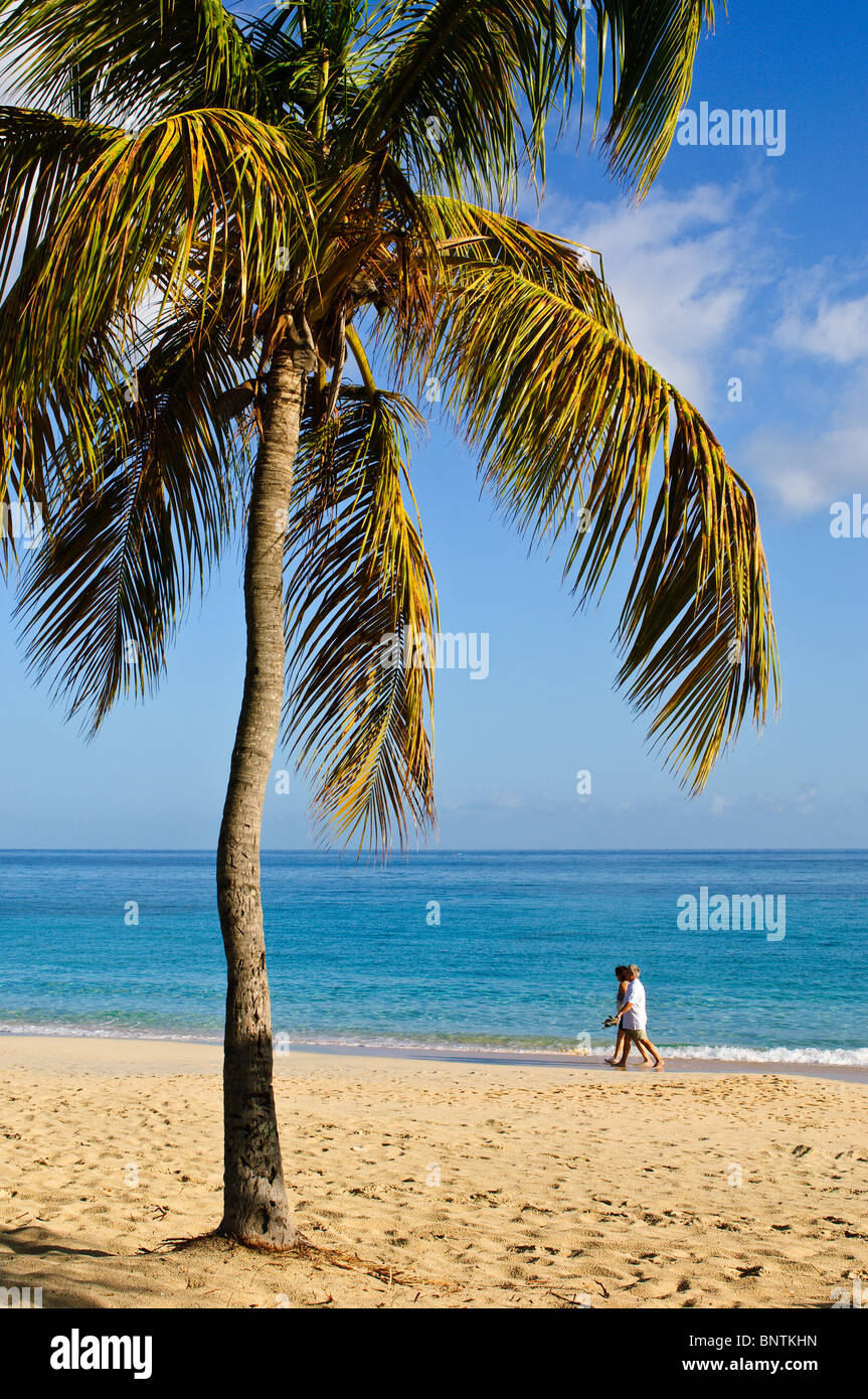 Grenada caribbean coconut beach hires stock photography and images Alamy