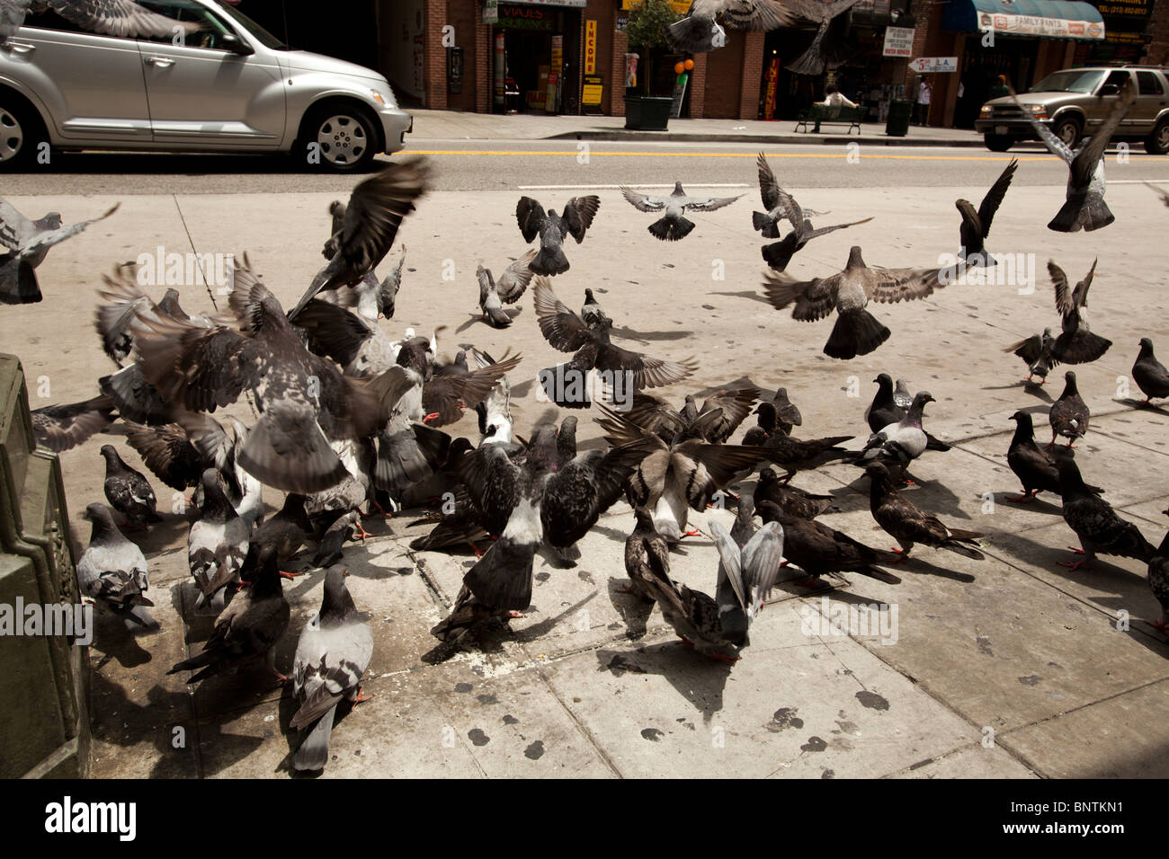pigeions on Broadway, Los Angeles, California, United States of America Stock Photo