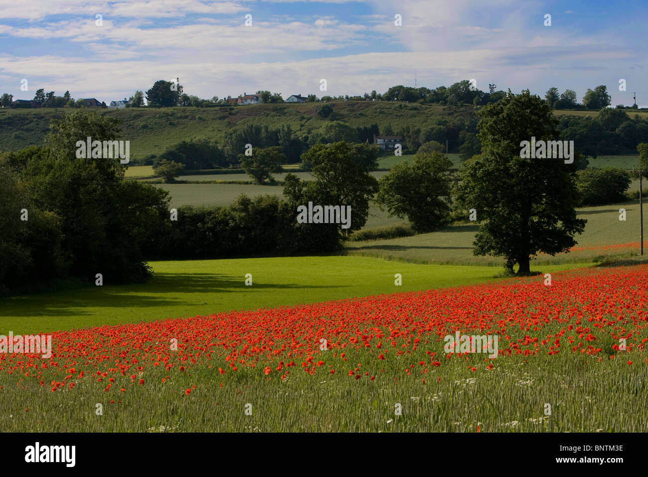 Unusual poppy colour hi-res stock photography and images - Alamy