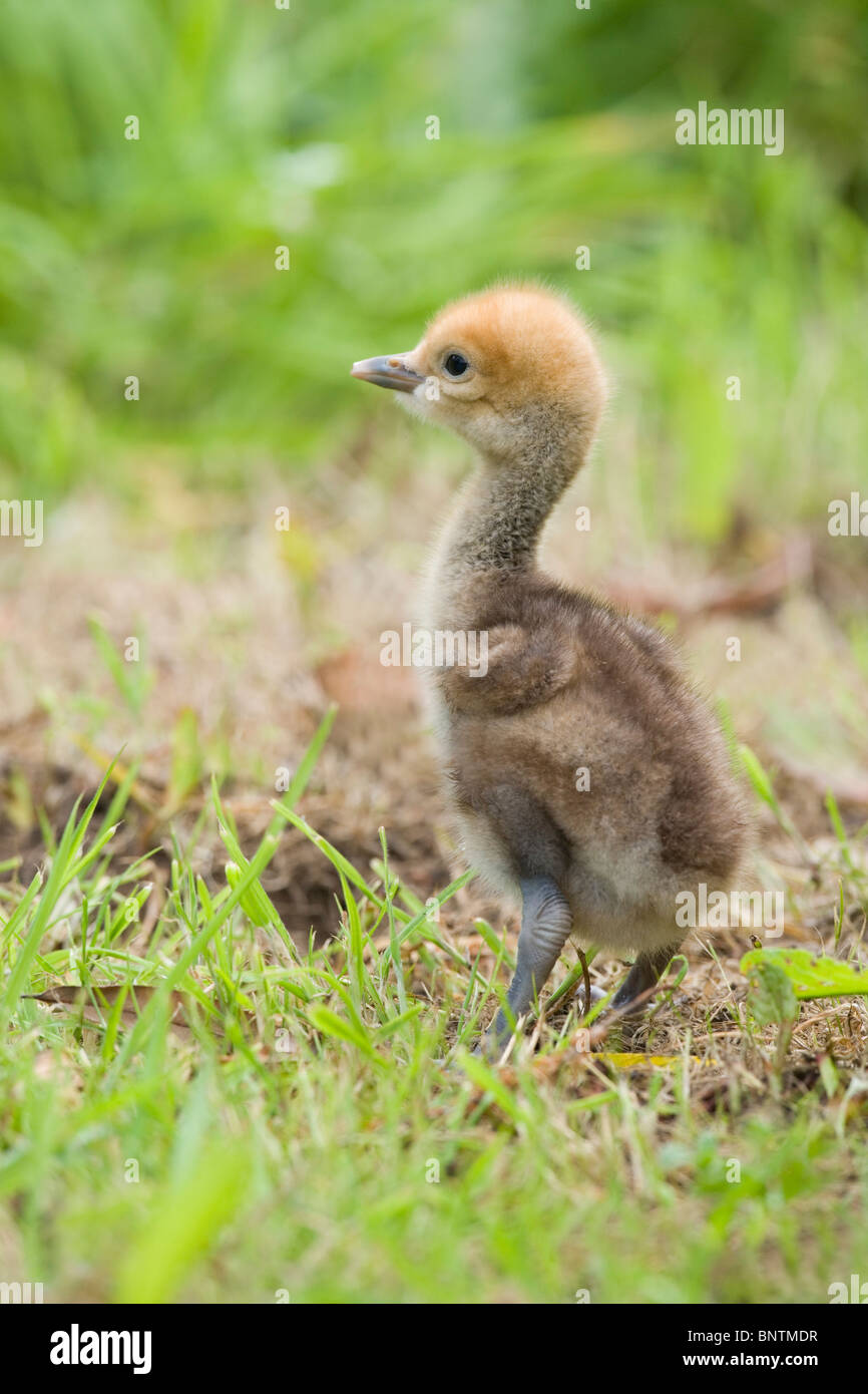 Demoiselle Crane (Anthropoides virgo). Hours old chick, having just left nest site for first time. Stock Photo