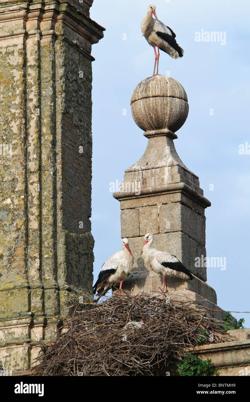 Storks at nesting colony hi-res stock photography and images - Alamy