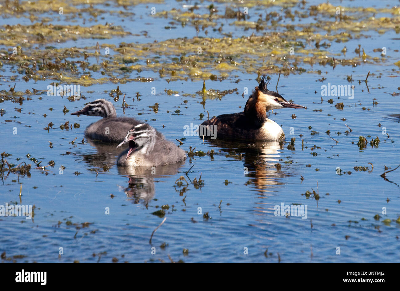 Great Crested Grebes and young on lake Podiceps cristatus Bryn Bach Country Park Tredegar Wales UK Stock Photo