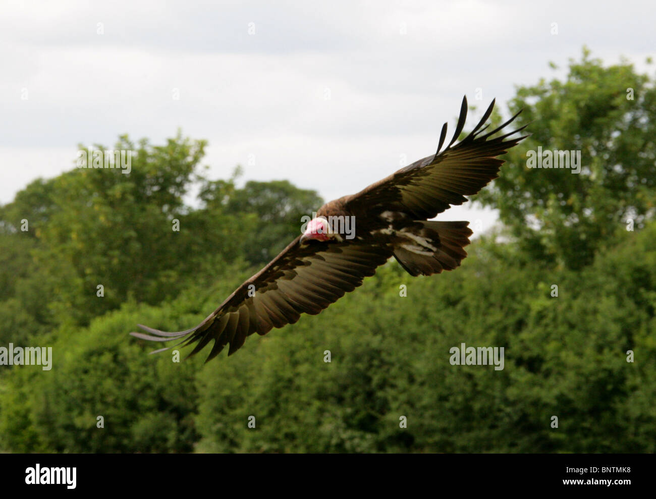 Turkey Vulture, Cathartes aura, Cathartidae, North and South America Stock Photo