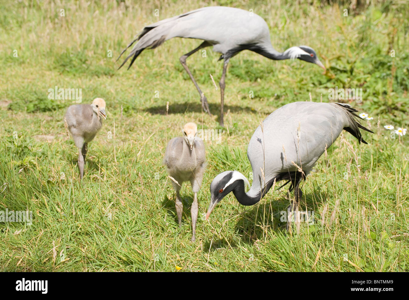 Demoiselle Cranes (Anthropoides virgo). Parents and month old young foraging. Stock Photo