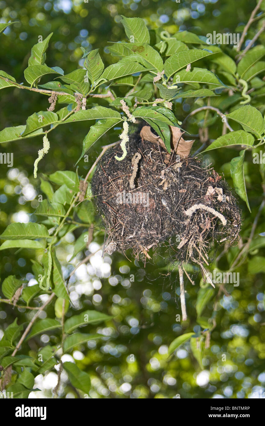Flycatcher bird nest hangs in tree in a tropical forest on the Yucatan