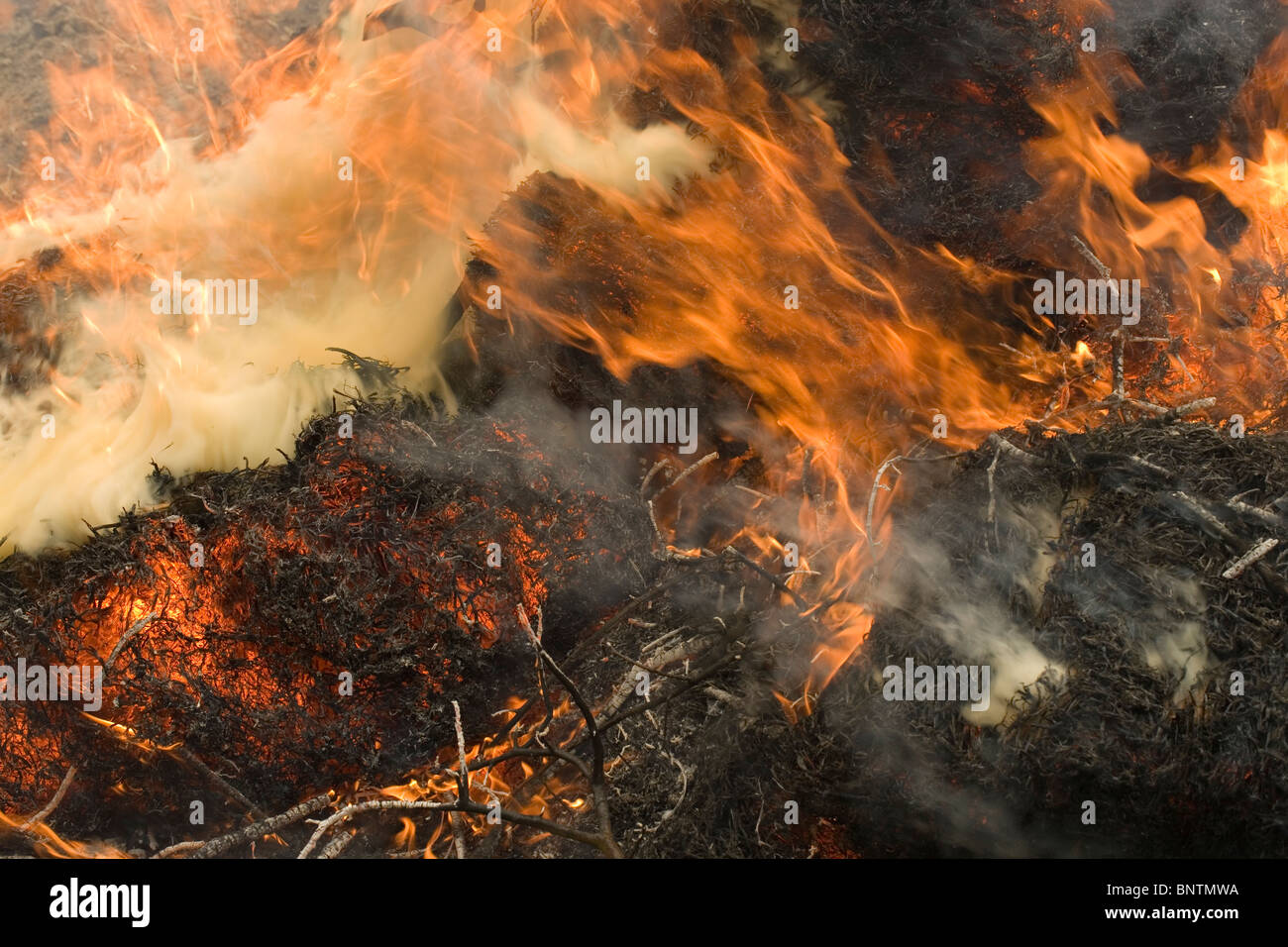 Bonfire alight. Flames; smoke. Stock Photo
