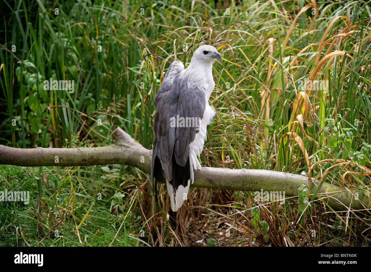 White-Bellied Sea Eagle, Haliaeetus leucogaster, Accipitridae, Accipitriformes, India, South East Asia and Australia. Stock Photo