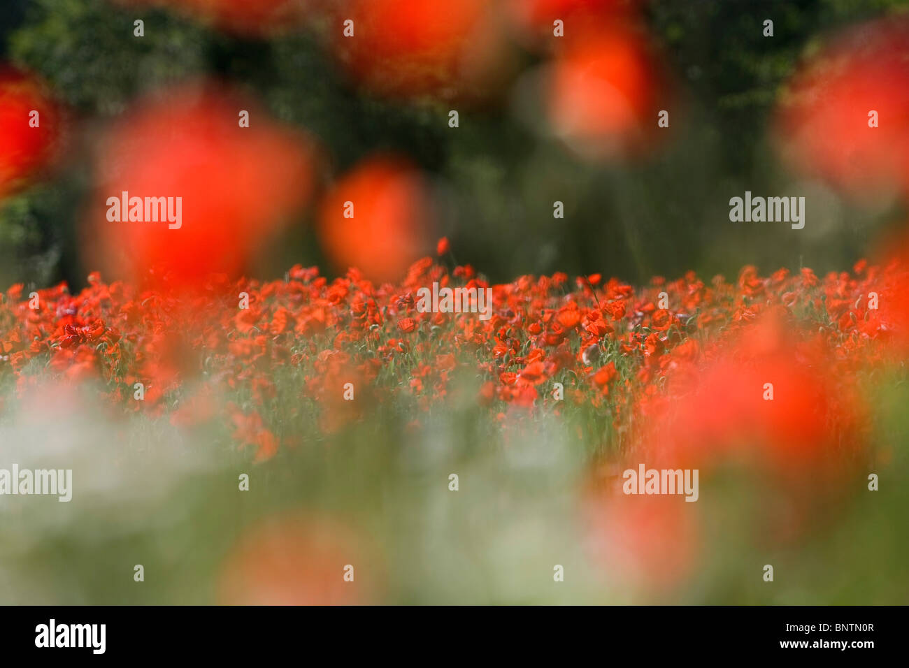 Unusual poppy colour hi-res stock photography and images - Alamy