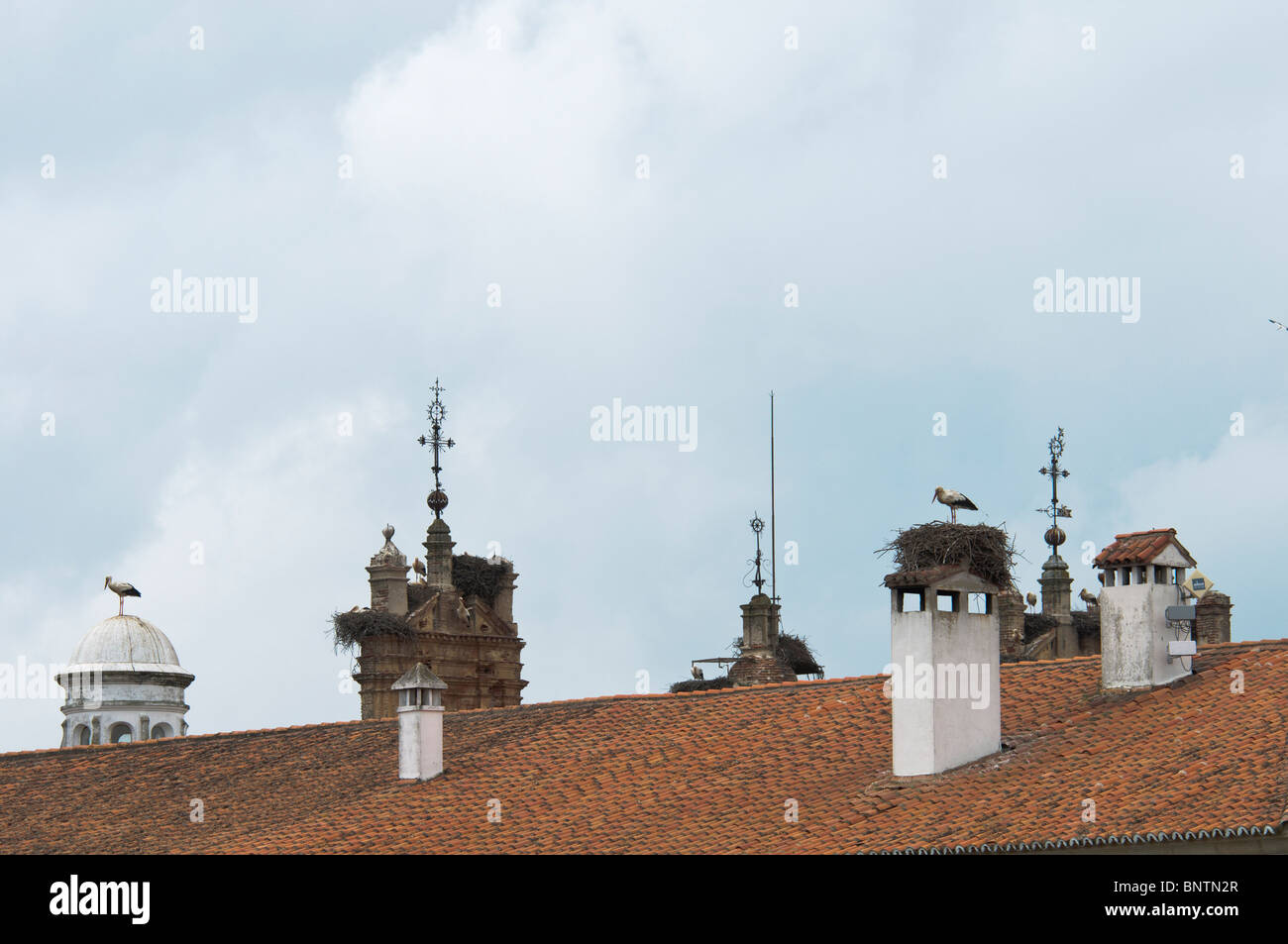 Breeding colony of White Storks Ciconia ciconia on a roof Stock Photo