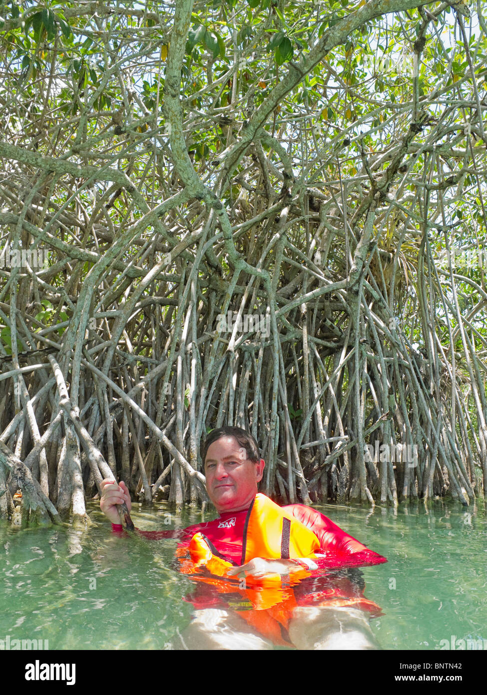 Man inspects mangrove plants in canal at Sian Ka'an Biosphere Reserve in Riviera Maya. Stock Photo