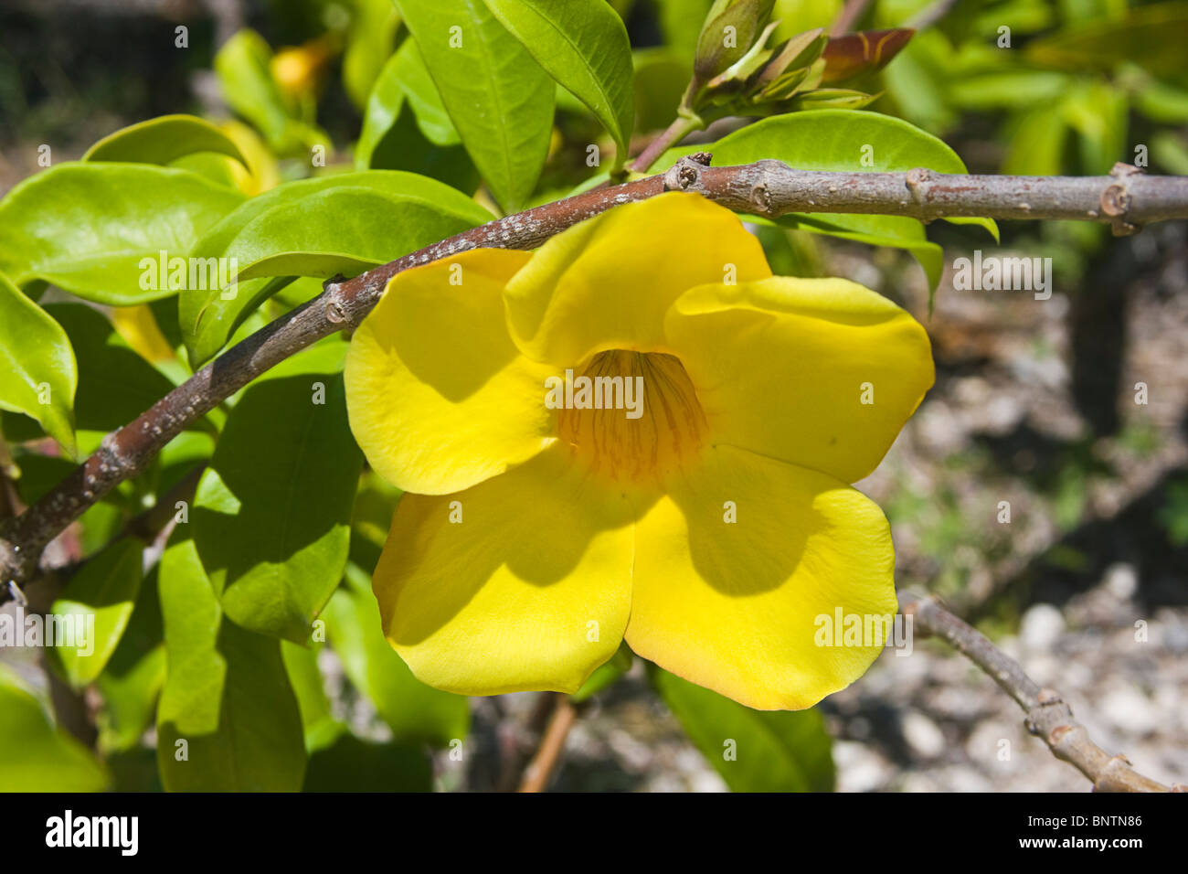 Golden trumpet flower (Allamanda cathartica) growing on the Yucatan Peninsula, Mexico. Stock Photo