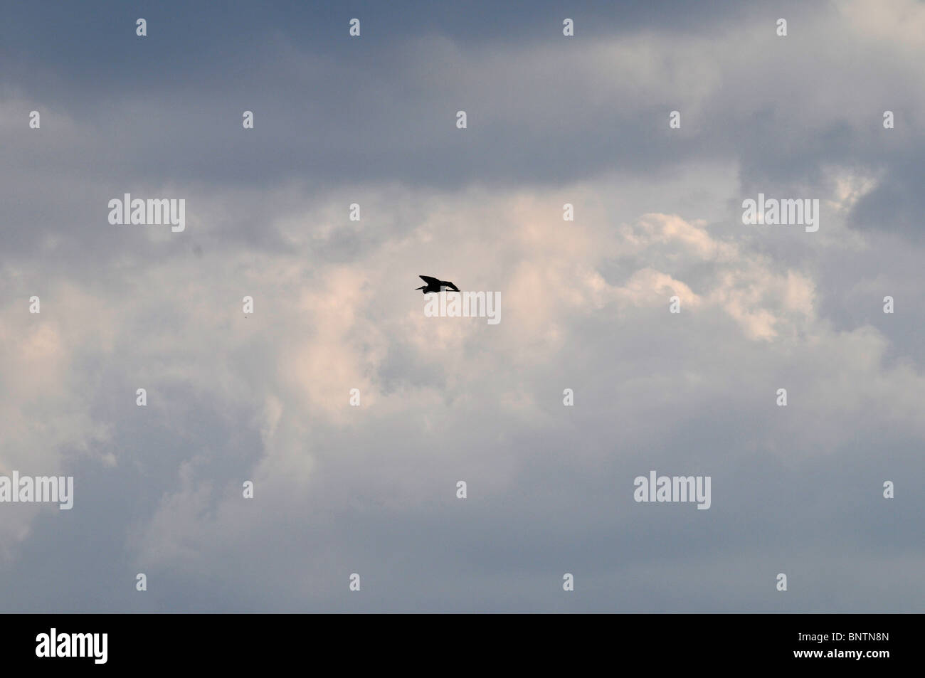 Bird flaying in the sky above Delaware river,Neshaminy  State Park,  Bensalem, Pennsylvania, USA Stock Photo
