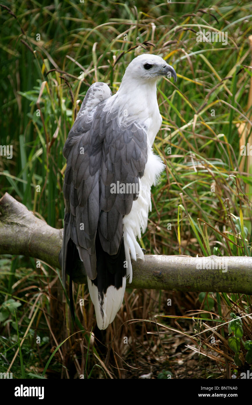 White-Bellied Sea Eagle, Haliaeetus leucogaster, Accipitridae, Accipitriformes, India, South East Asia and Australia. Stock Photo