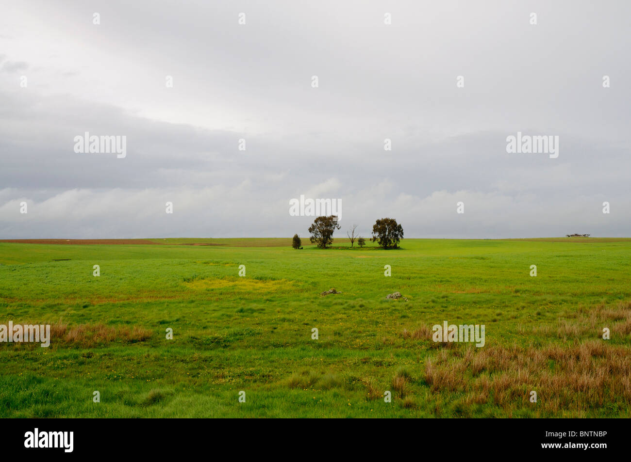 Flat grassland in Spain Stock Photo Alamy