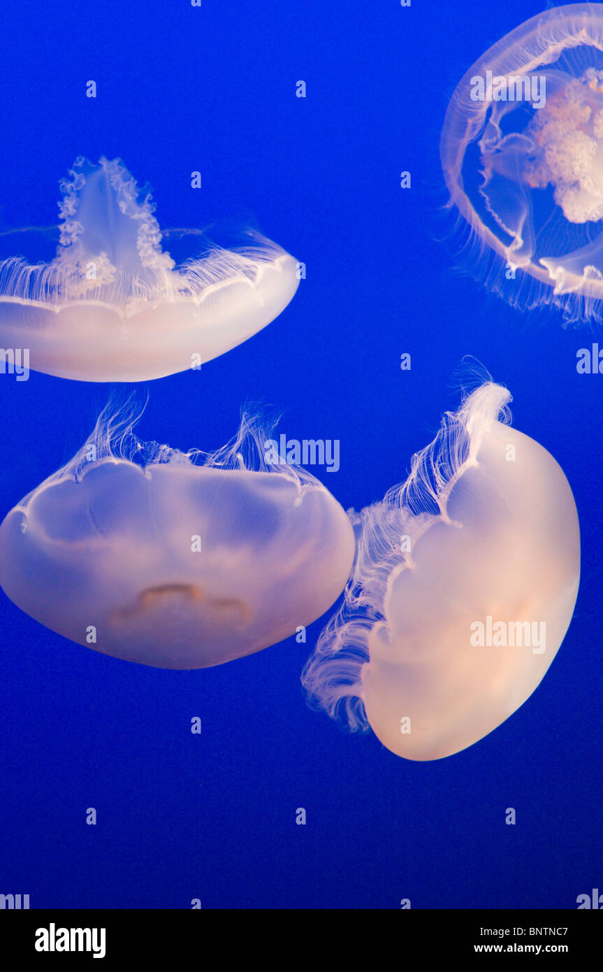Moon Jellyfish float gracefully at the Monterey Bay Aquarium in California Stock Photo