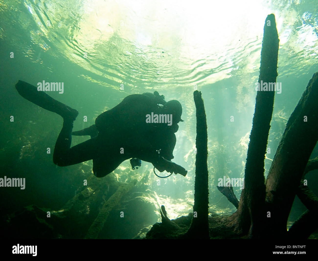 Scuba diving into Chac Mool, one of the cave systems on the Yucatan Peninsula of Mexico. Stock Photo