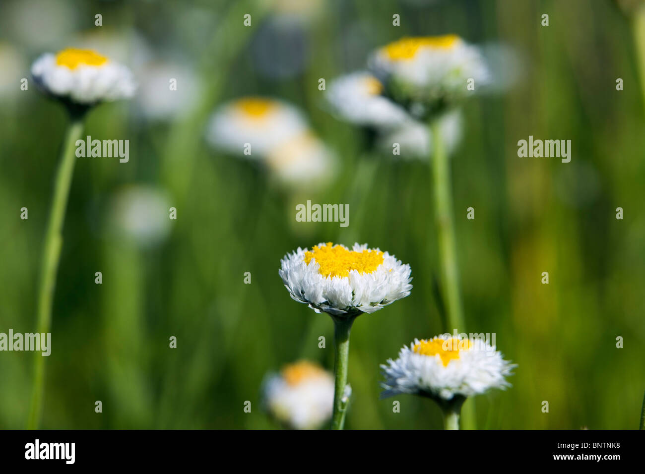 Poached egg daisies (Polycalymma stuartii).  Alice Springs, Northern Territory, AUSTRALIA. Stock Photo