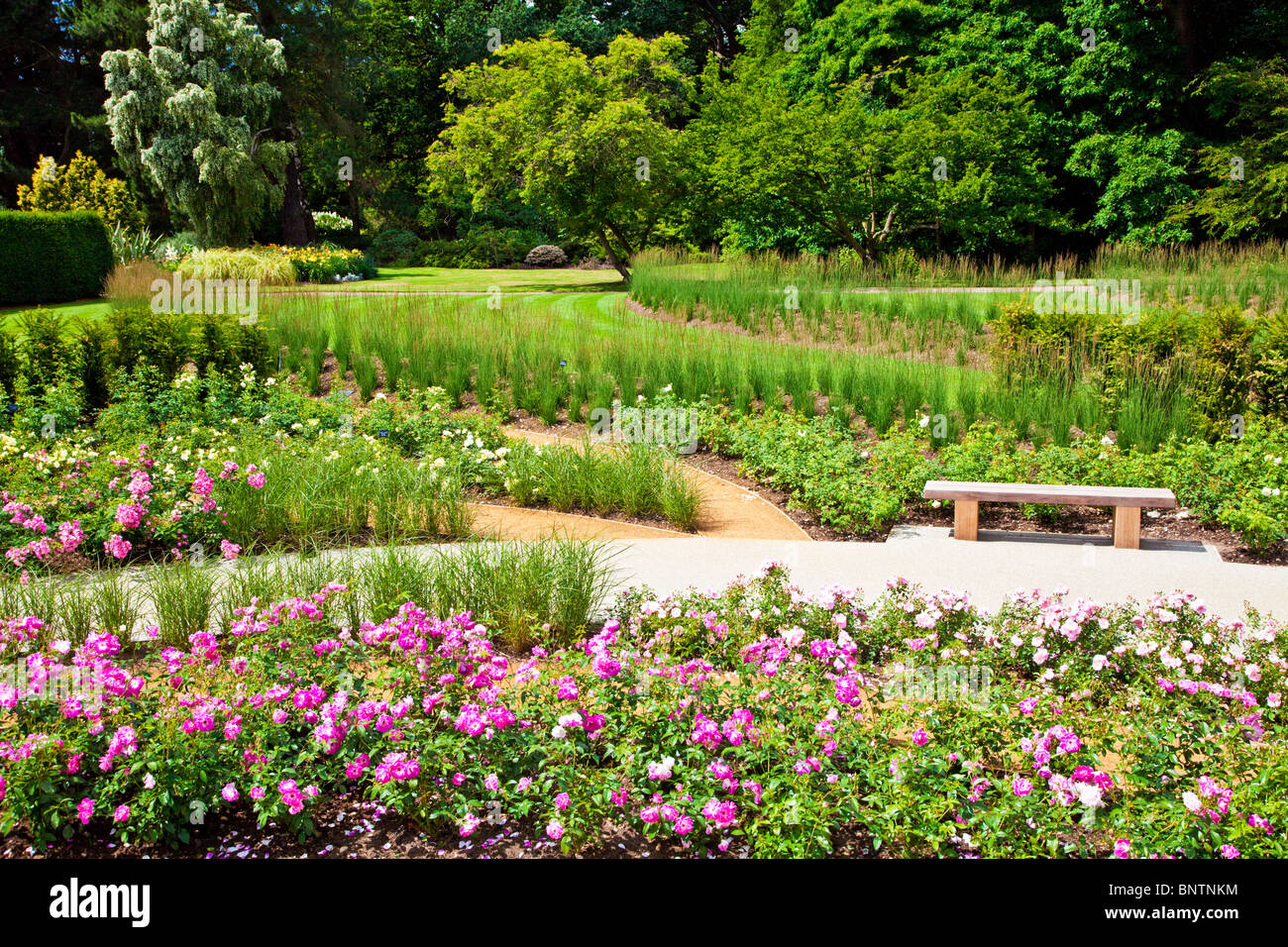 View from the new Rose Garden,opened in 2010, in the Savill Gardens, part of the Royal Landscape, near Windsor, England, UK Stock Photo