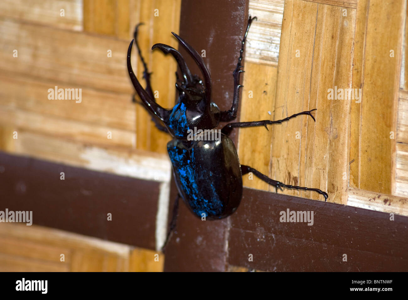 Giant Blue Stag Beetle, Mindanao, Philippines. Stock Photo