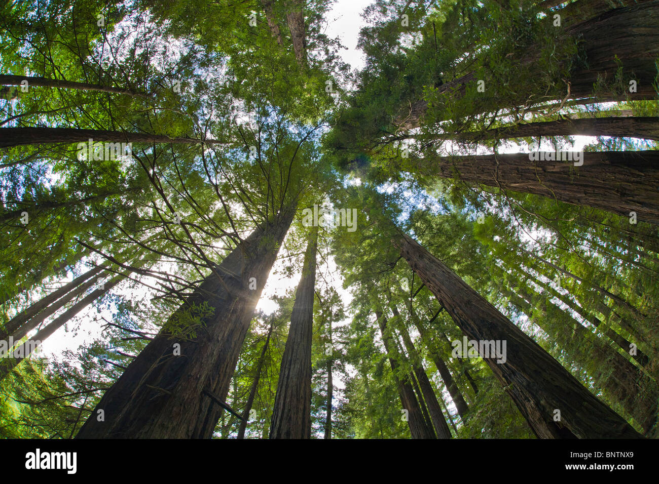 Redwood trees in Humboldt Redwoods State Park in Northern California Stock Photo