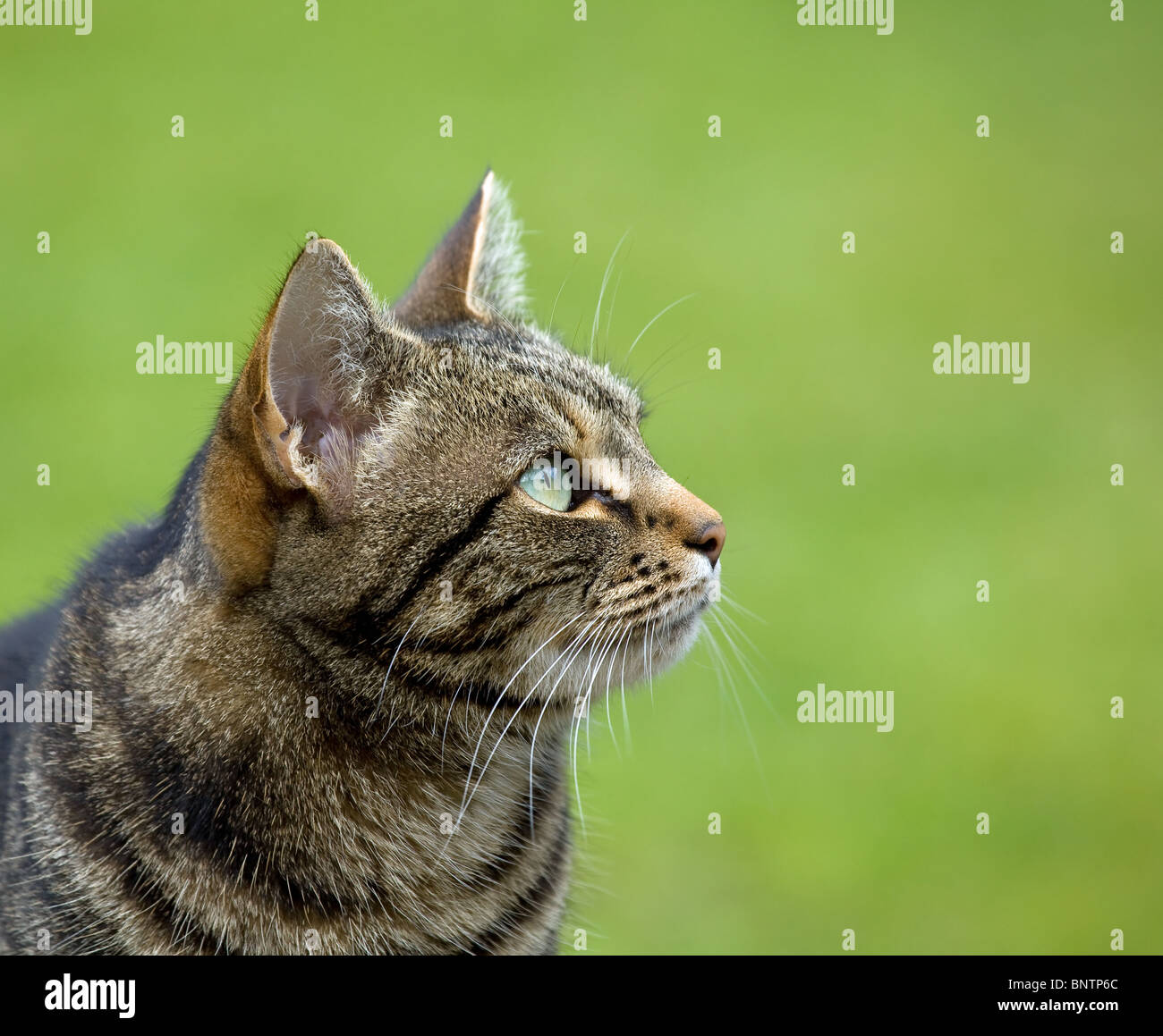Tabby Cat head profile Stock Photo Alamy