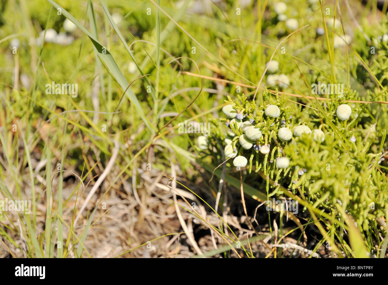 Closeup of Juniper berries growing wild in Douglas Provincial Park