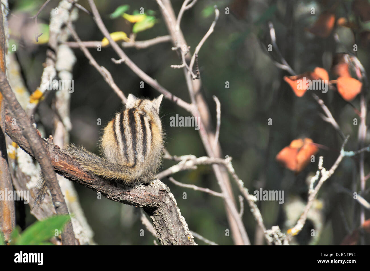 A least chipmunk sits on a small tree in Diefenbaker Provincial park, Saskatchewan Canada. Stock Photo
