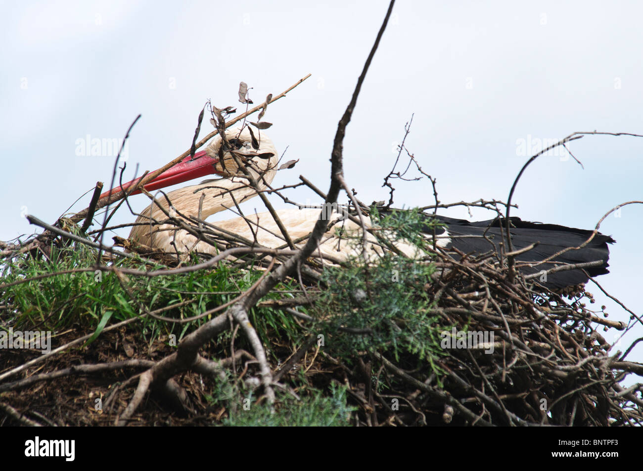 White Stork Ciconia ciconia incubating in nest Stock Photo