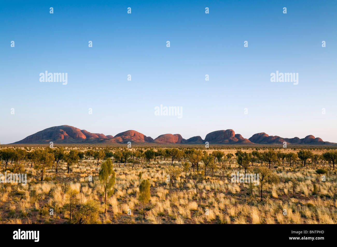 View across the spinifex plains to Kata Tjuta (The Olgas). Uluru-Kata Tjuta National Park, Northern Territory, AUSTRALIA. Stock Photo