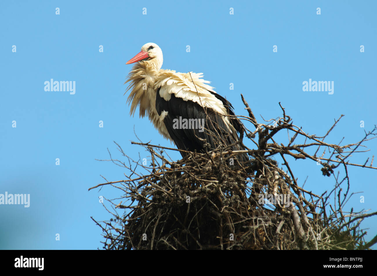 White Stork Ciconia ciconia standing in nest Stock Photo