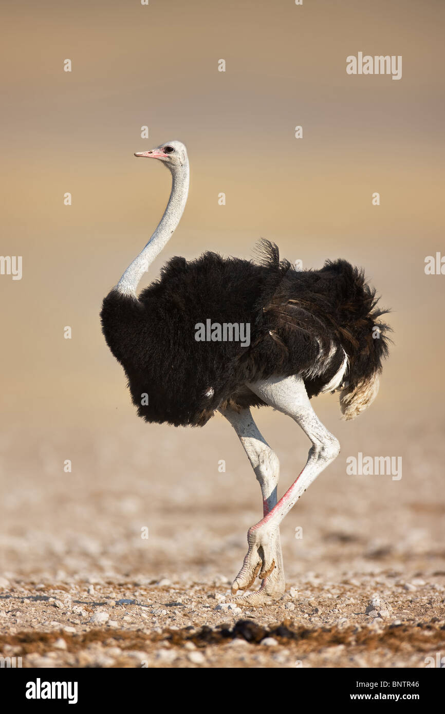 Wild male ostrich walking on rocky plains of Etosha National Park; Struthio camelus Stock Photo