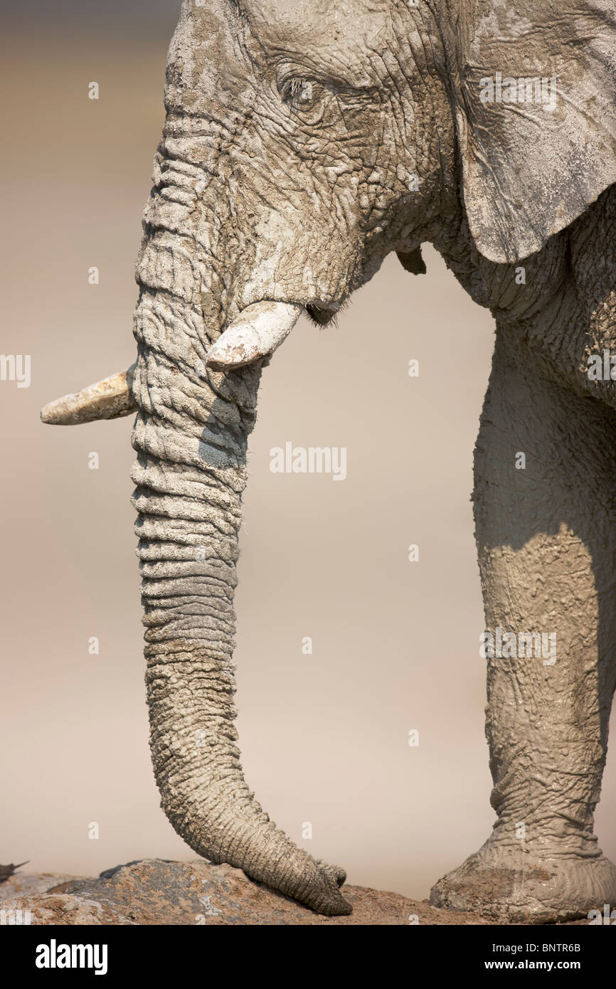 Close-up profile of a very muddy elephant bull; Etosha Stock Photo