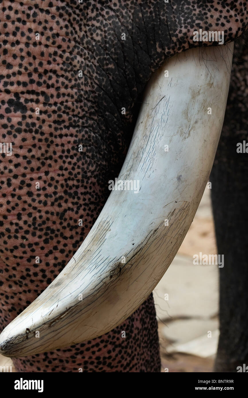 India Kerala Thrissur a tusk of an Asian Elephant (Elephas maximus) Stock Photo