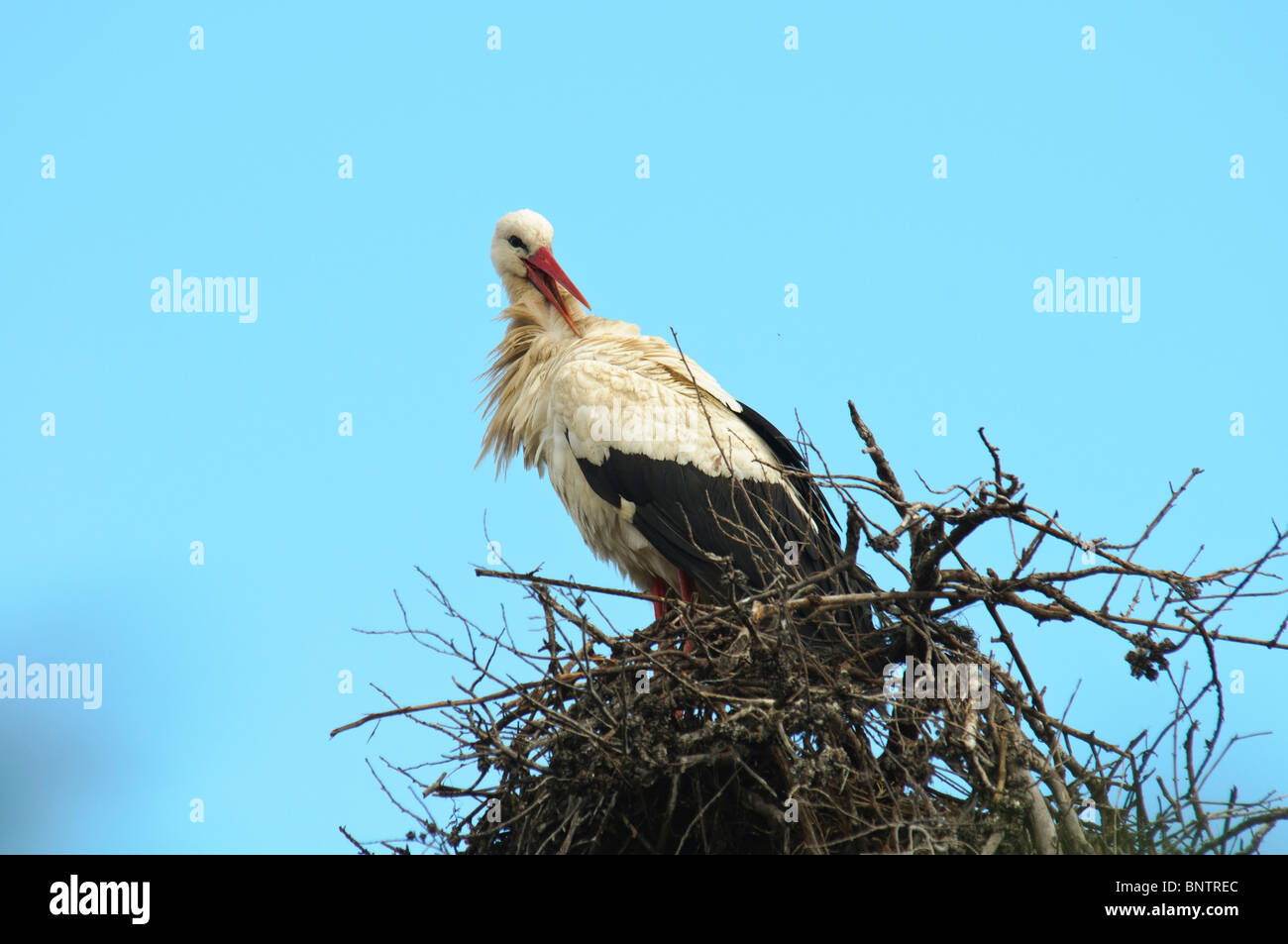 White Stork Ciconia ciconia incubating in nest Stock Photo