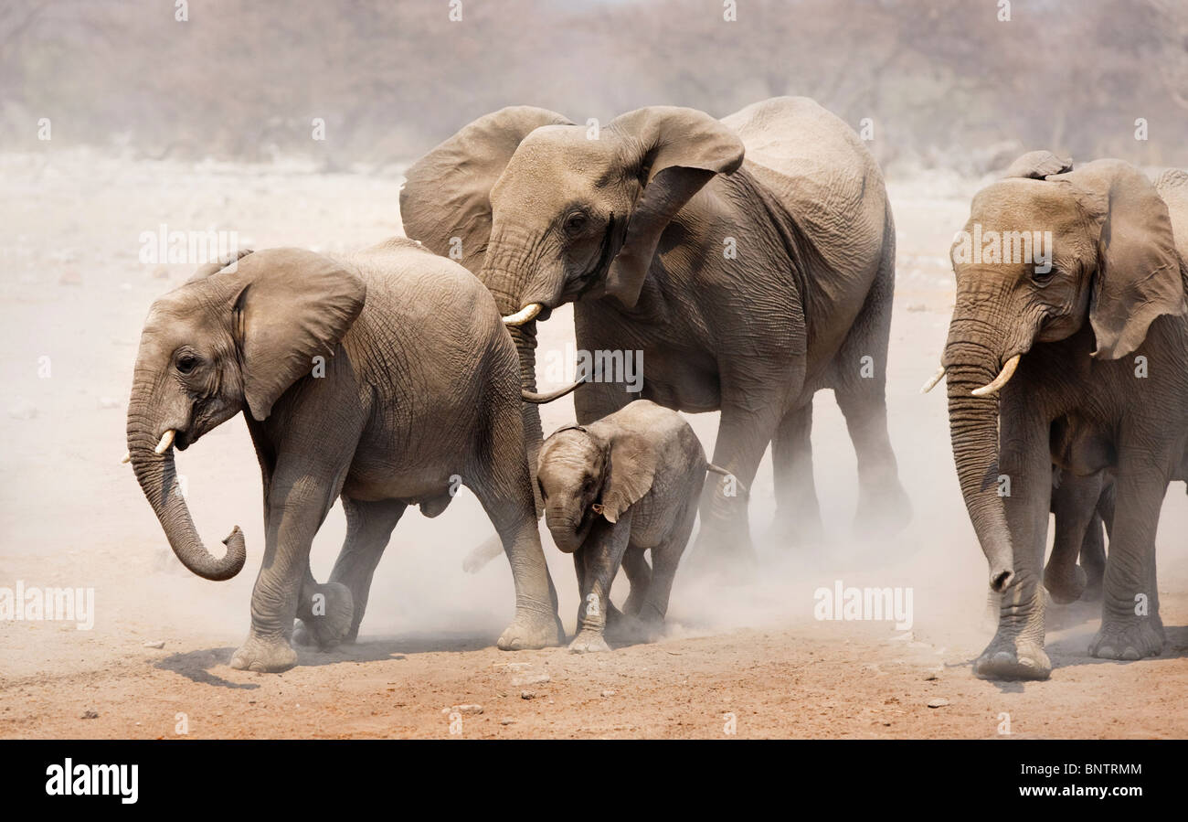 Elephant herd approaching over dusty plains of Etosha National Park Stock Photo