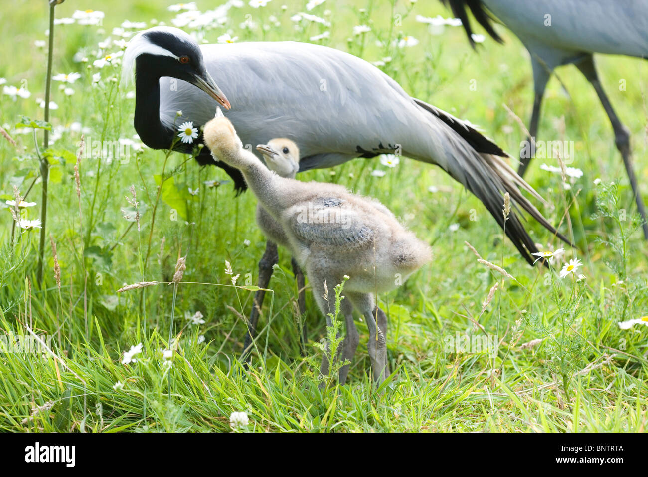 Demoiselle Cranes (Anthropoides virgo). Parent feeding sibling young whilst foraging. Stock Photo