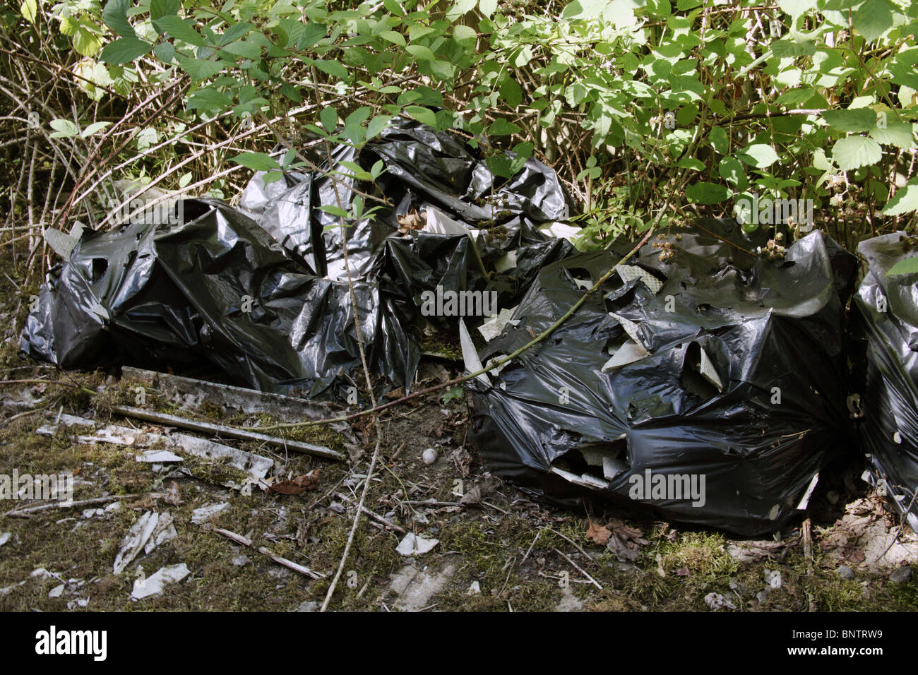 Asbestos Waste dumped in plastic bags in hedge by side of a road Stock Photo