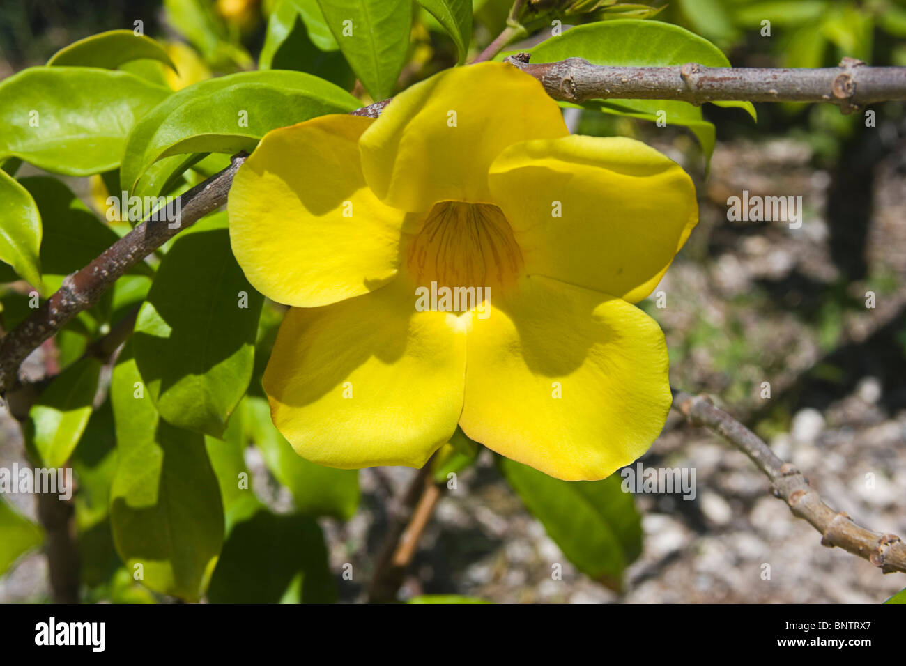Golden trumpet flower (Allamanda cathartica) growing on the Yucatan Peninsula, Mexico. Stock Photo
