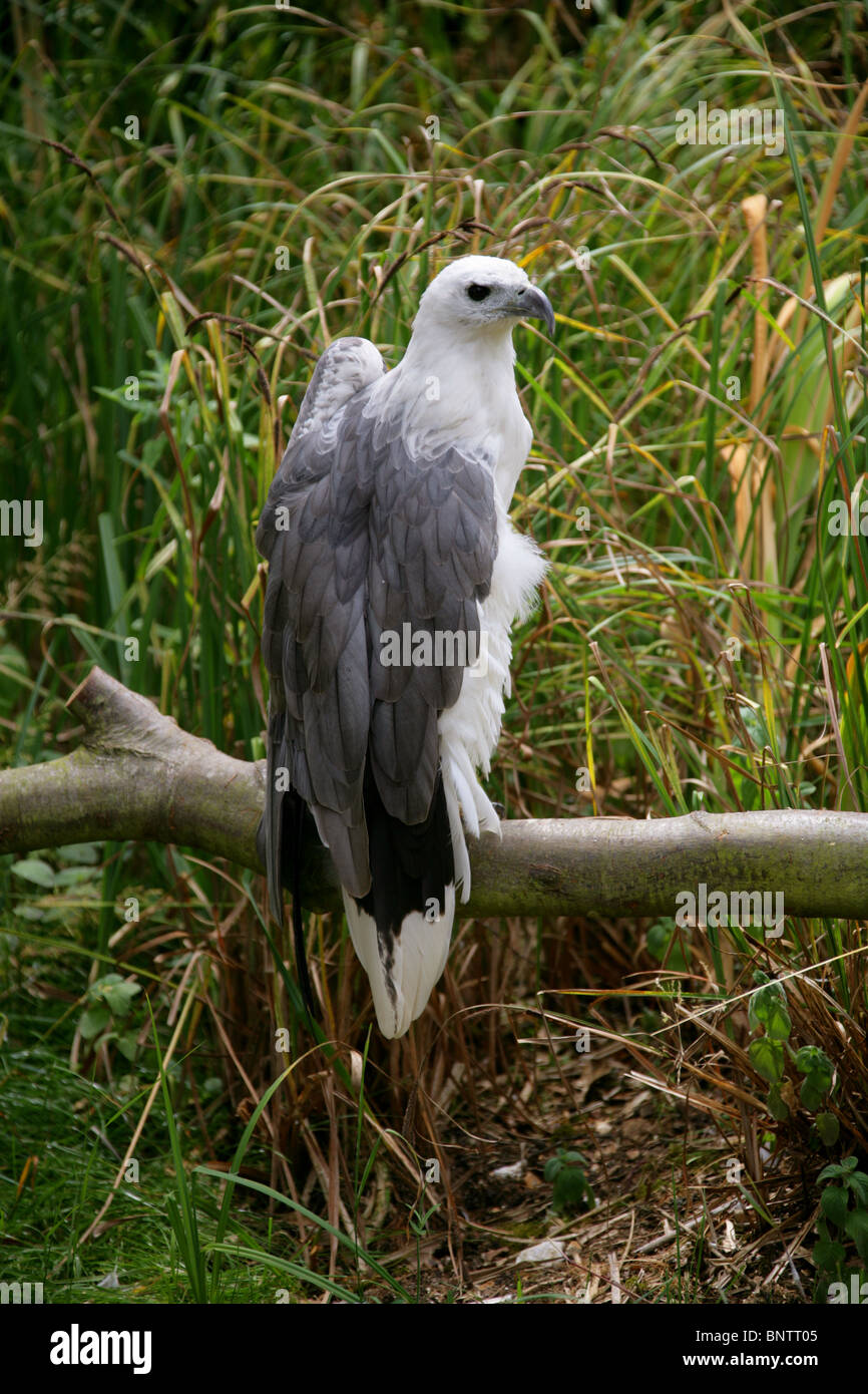White-Bellied Sea Eagle, Haliaeetus leucogaster, Accipitridae, Accipitriformes, India, South East Asia and Australia. Stock Photo