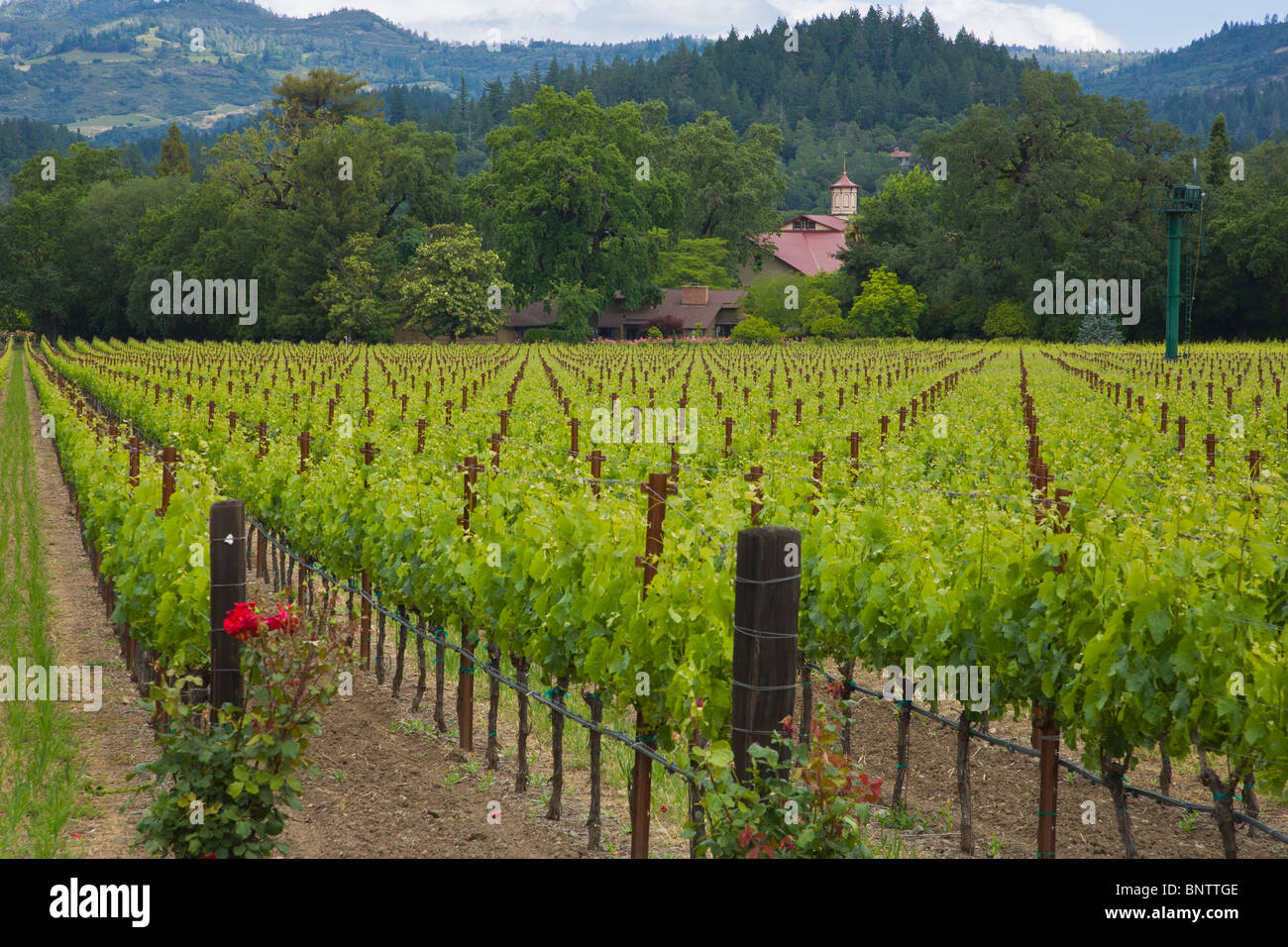 Spring grape vineyards in Napa Valley California Stock Photo