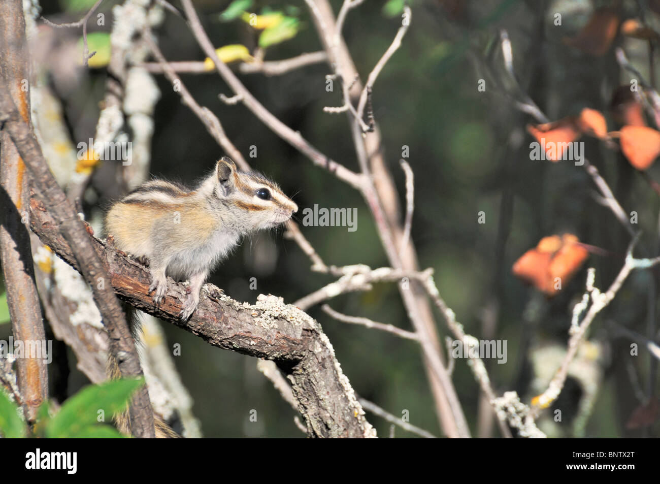 A least chipmunk sits on a small tree in Diefenbaker Provincial park, Saskatchewan Stock Photo