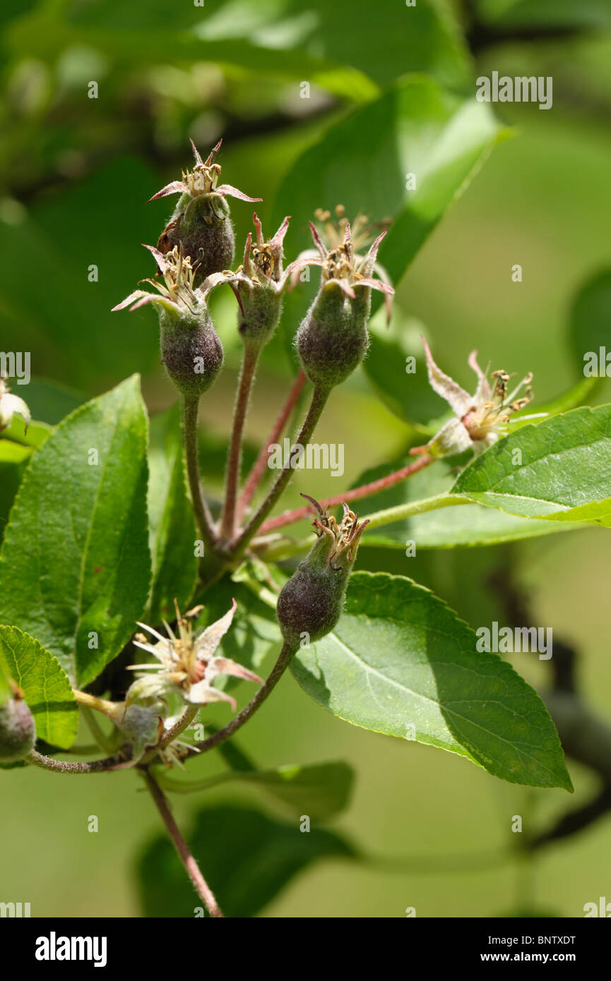 Fruit forming on a Golden Delicious apple tree after petal fall Stock Photo