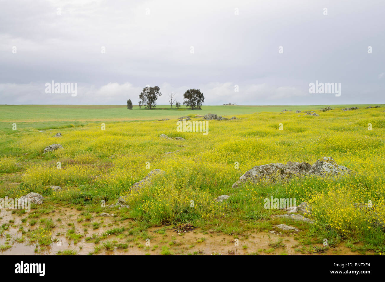 Distant trees in plain agricultural landscape of Extremadura, Spain Stock Photo