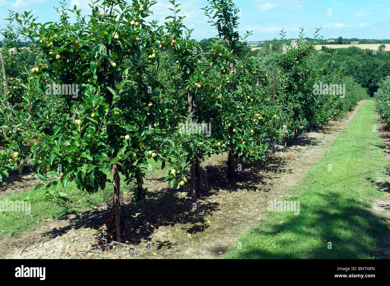 Ripening Apple Orchard in Kent Stock Photo Alamy