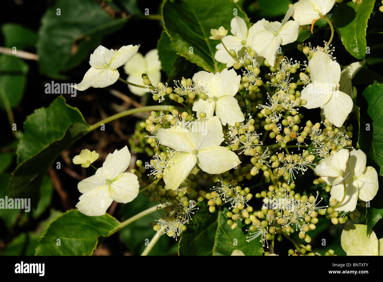 Hydrangea petiolaris flower, June Stock Photo