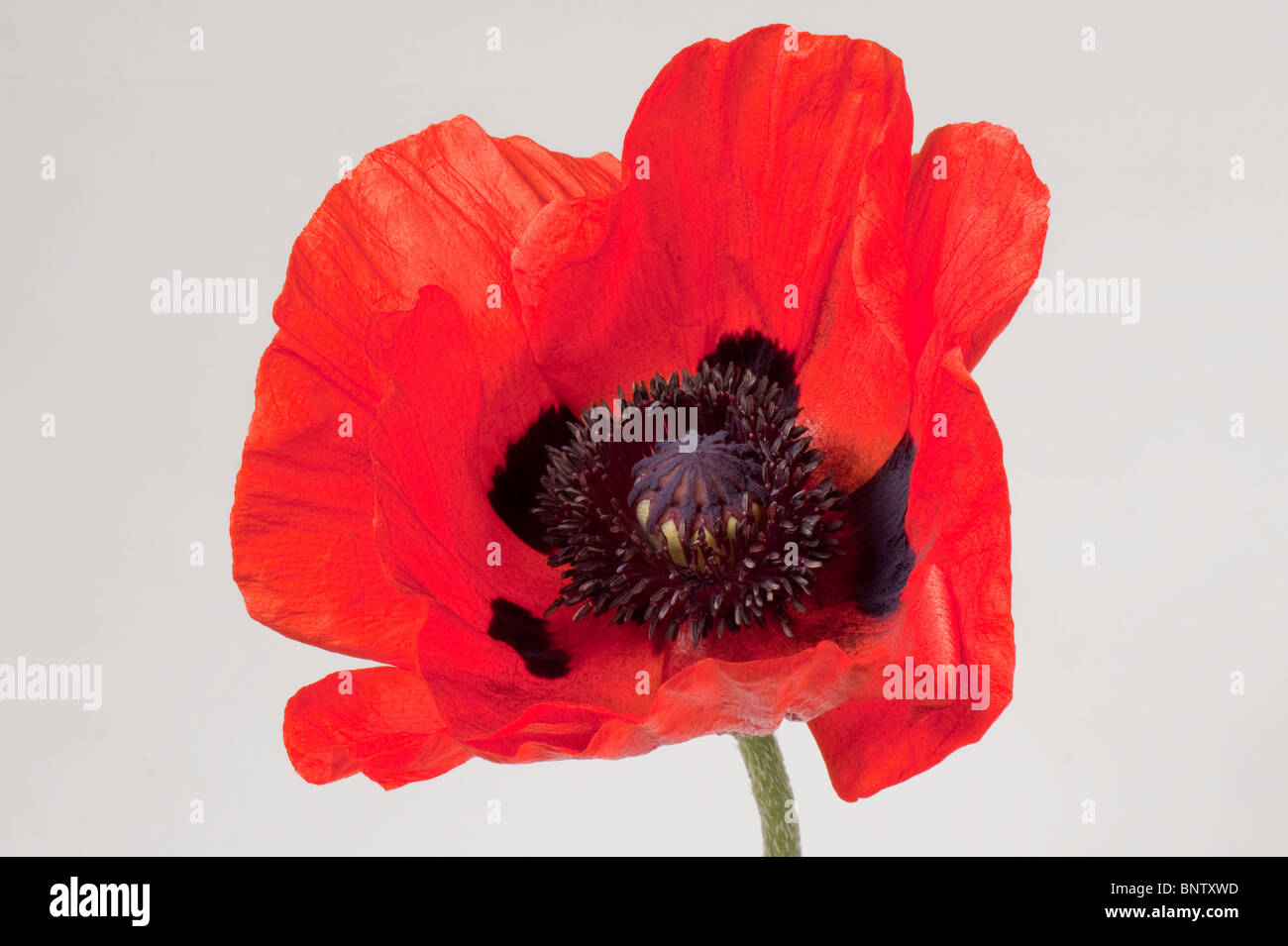 Bright red flower of an oriental poppy (Papaver orientalis) against a white background Stock Photo