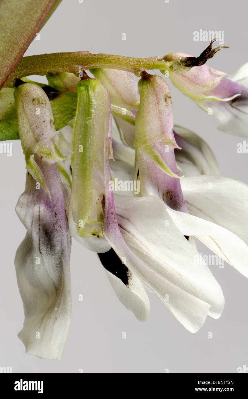 Holes in the base of a sectioned broad bean flower made by bumblebees accessing nectar Stock Photo