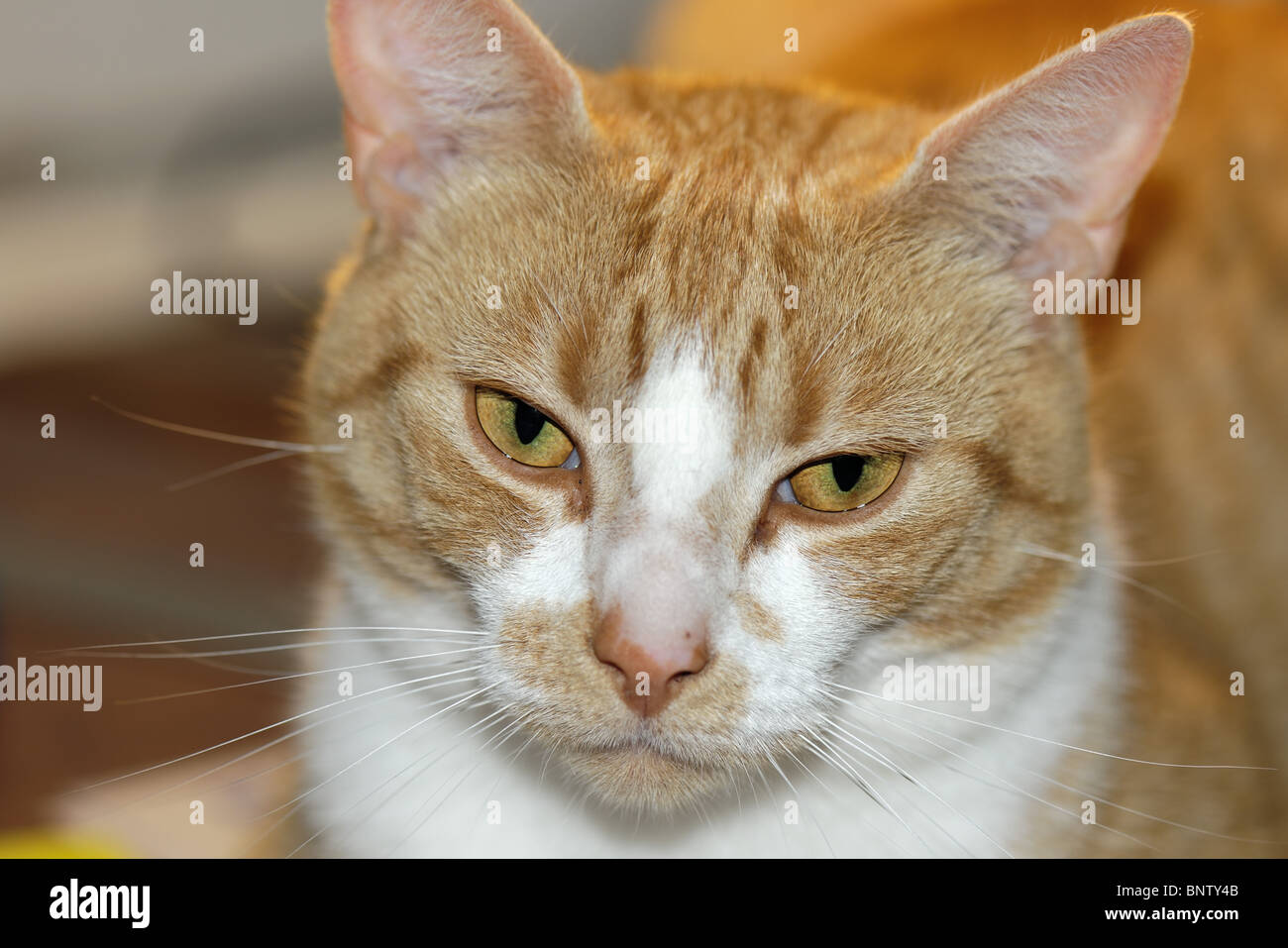 A ginger cat with eyes open and alert with ears upright Stock Photo