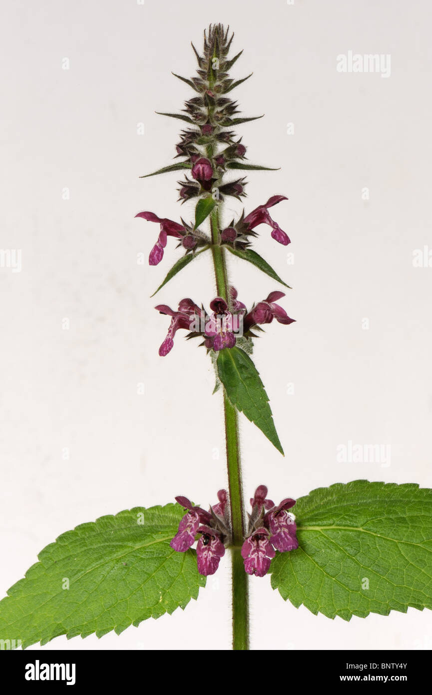 Flower spike of hedge woundwort (Stachys sylvatica) against a white background Stock Photo